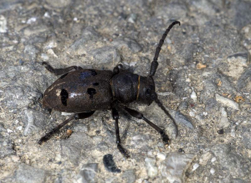 Da ID per favore - Herophila tristis tristis (Cerambycidae)